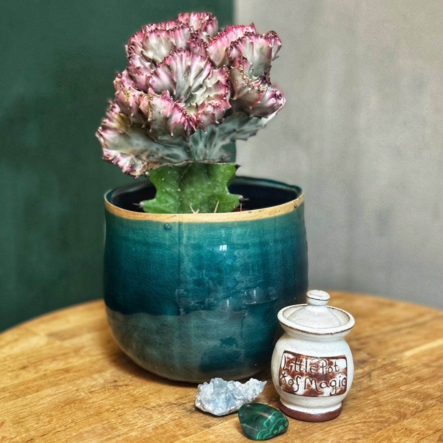 Euphorbia Lactea - Coral Cactus