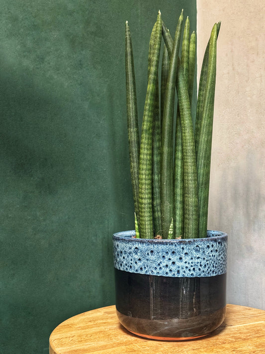 Sansaveria African spear/cylindrica