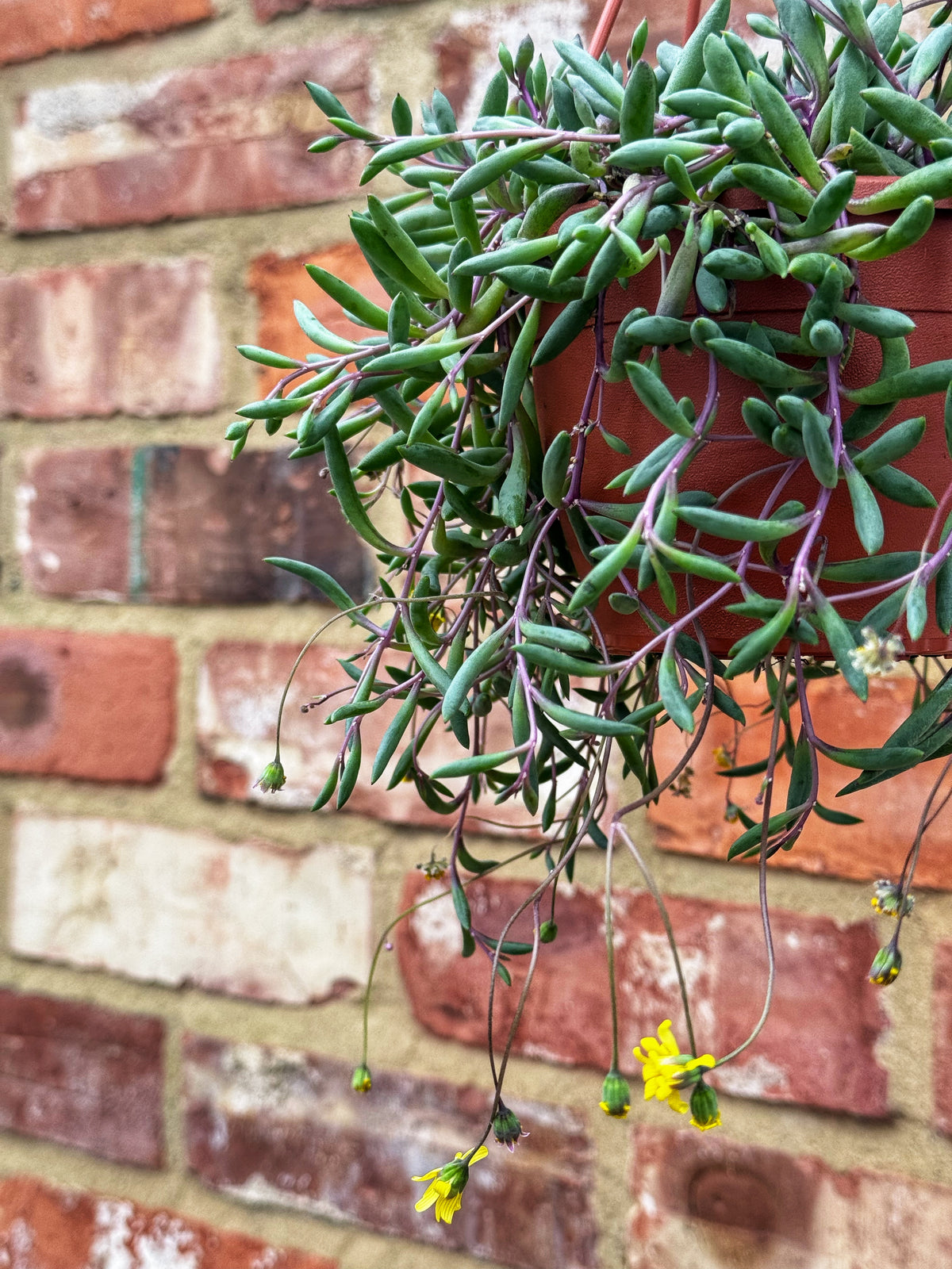Senecio Radicans- Royal Flush
