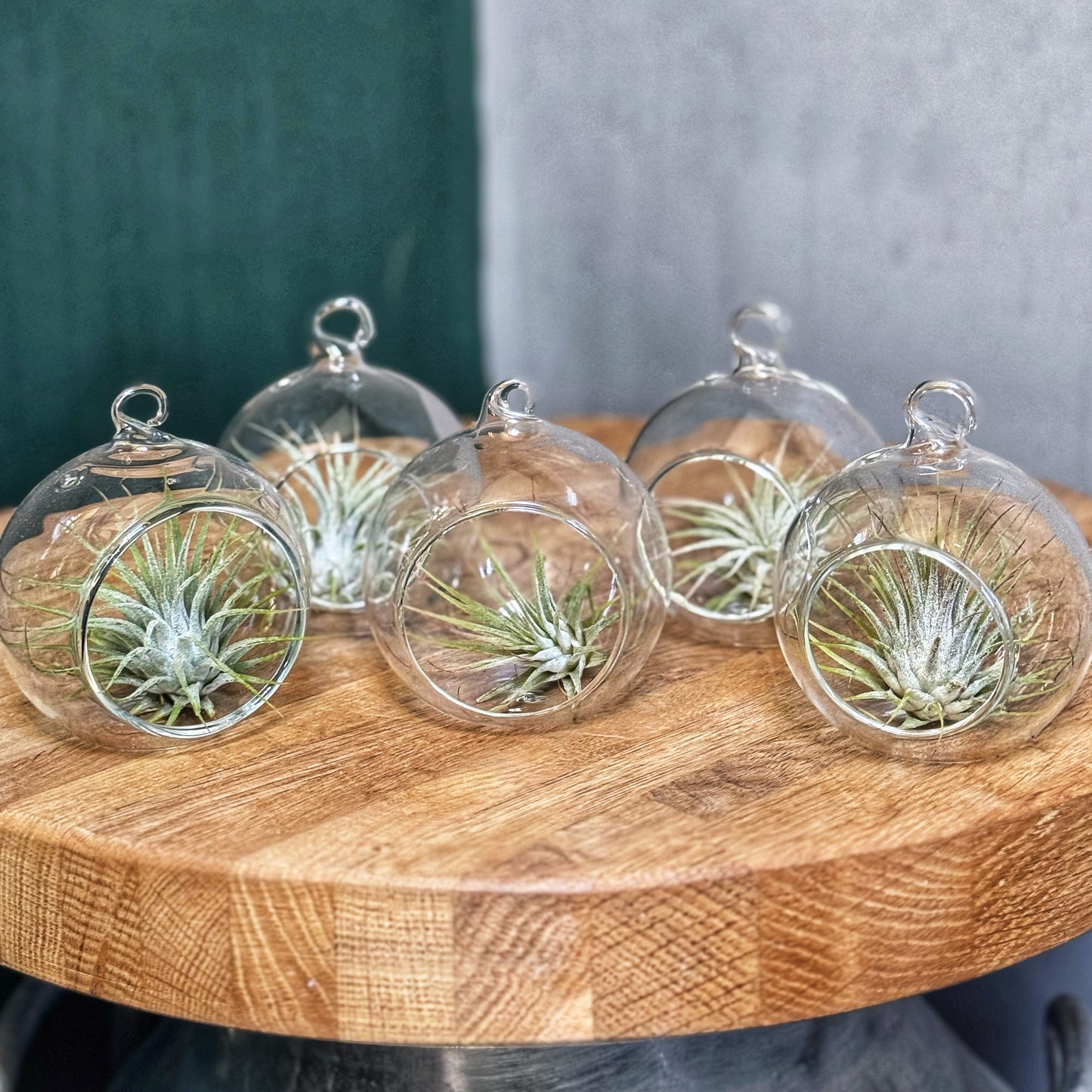 Tillandsia Ionantha- Air Plant-In glass hanging globe
