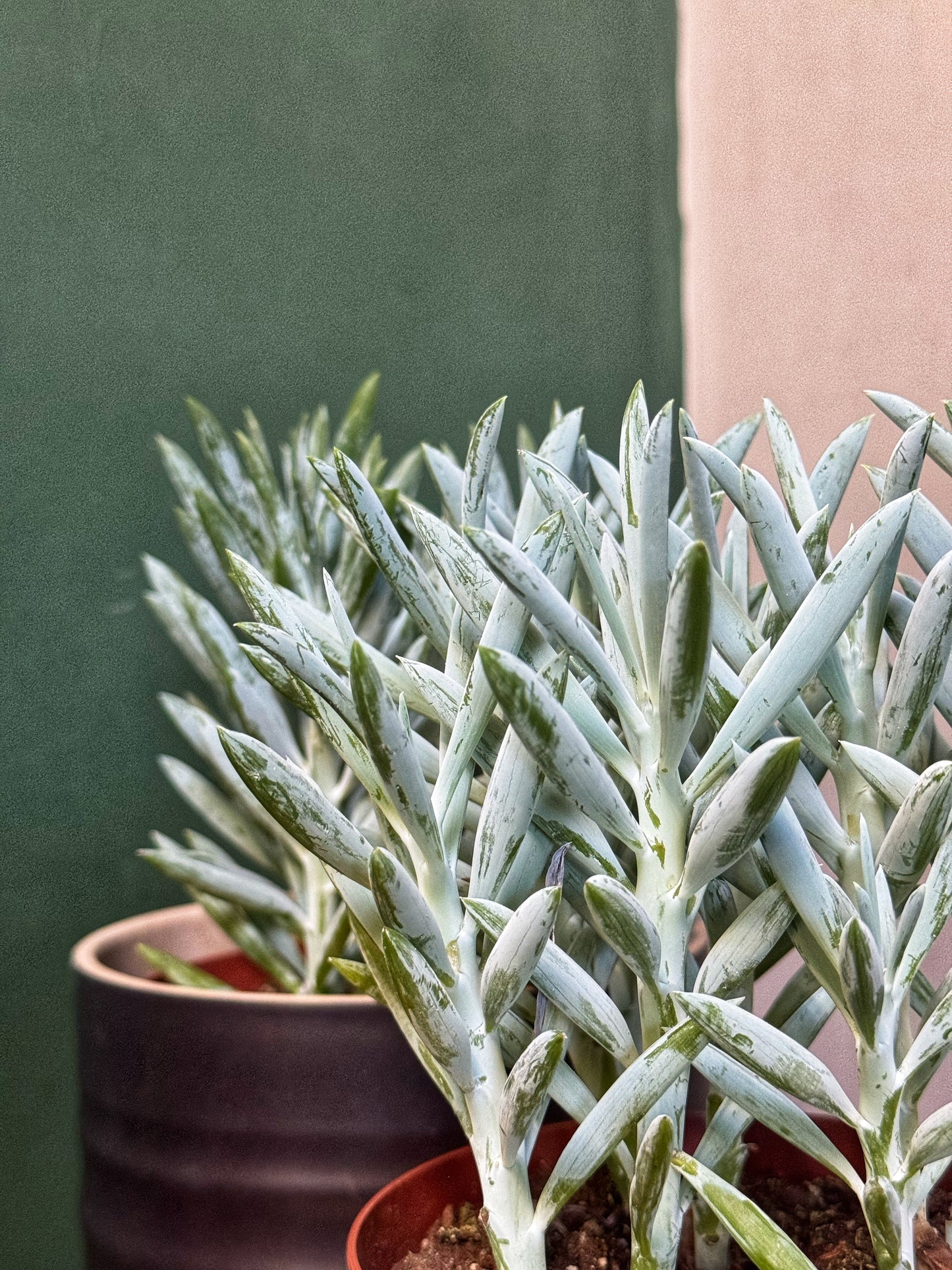 Curio Mount Everest-Chalk Sticks