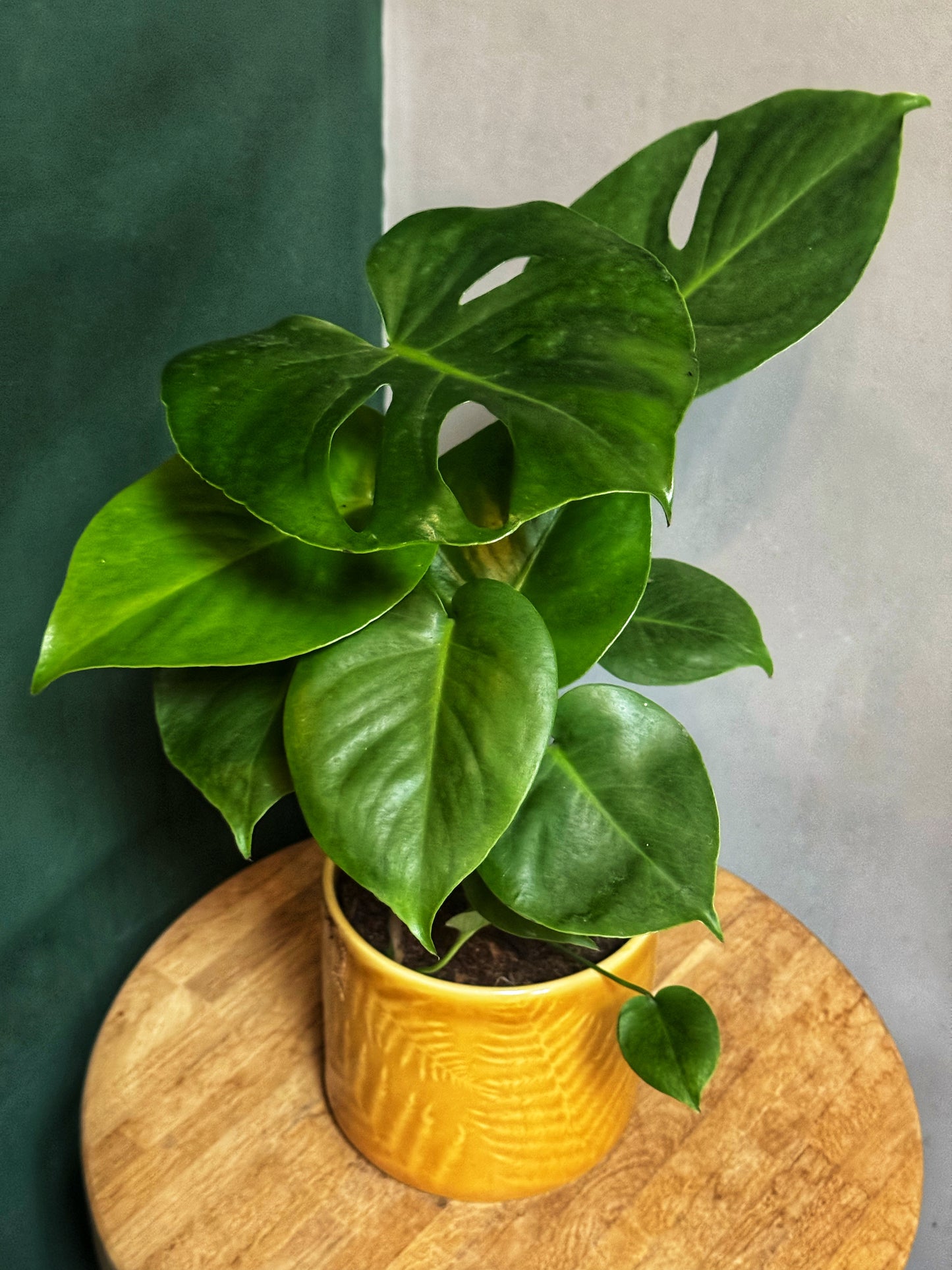 Monstera Deliciosa- Cheese Plant