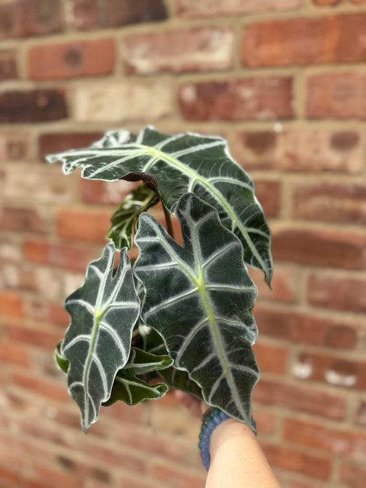 Alocasia- Polly