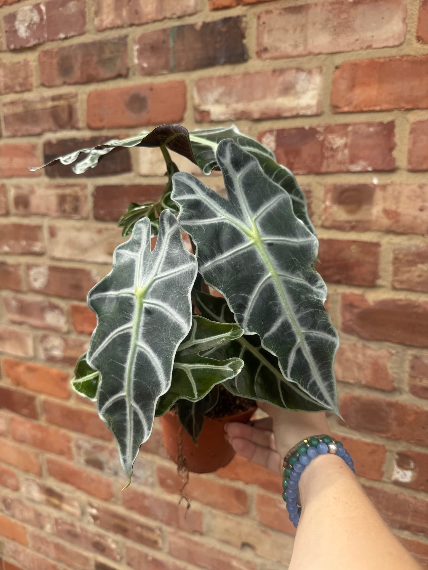 Alocasia- Polly