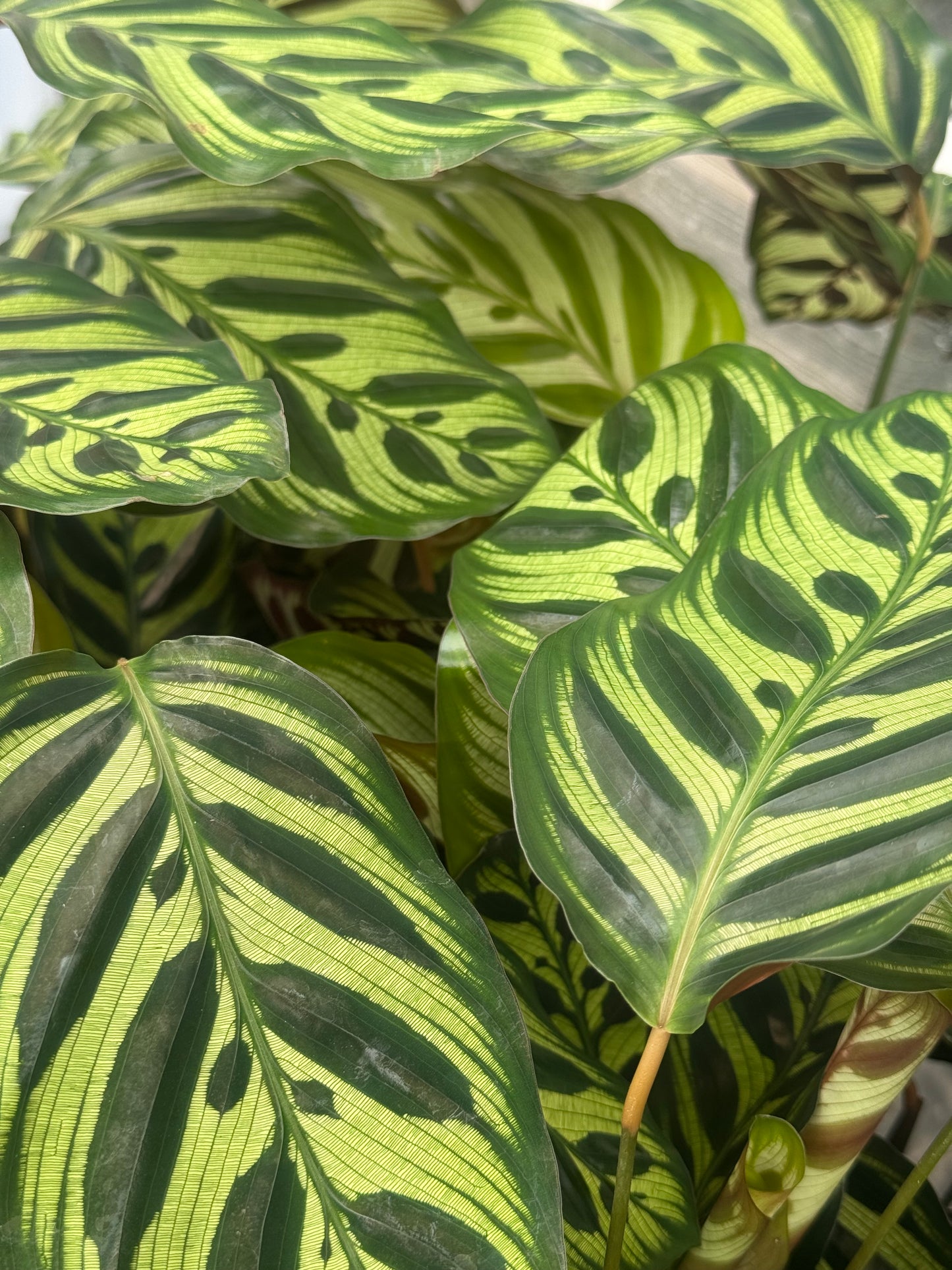 Prayer Plant-  Peacock Calathea