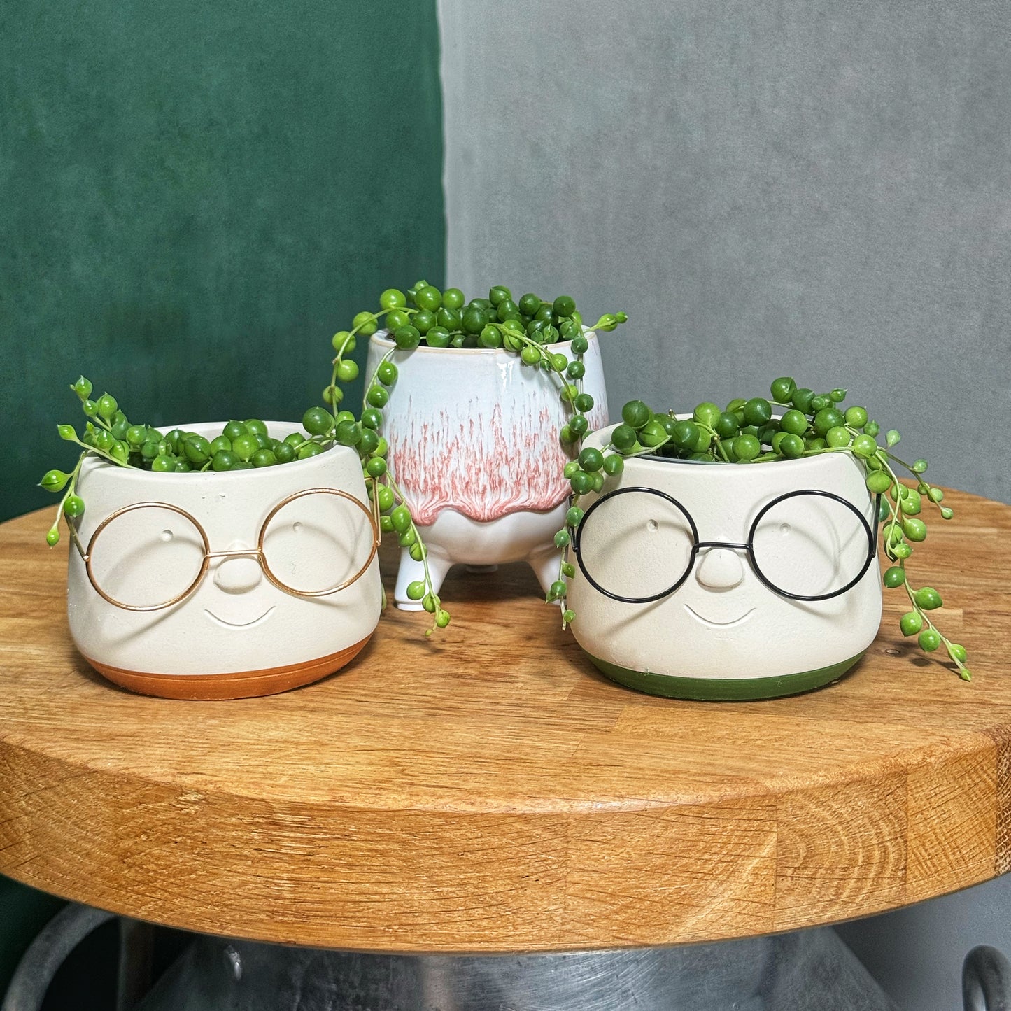 Senecio Herreianus - String of pearls Mini