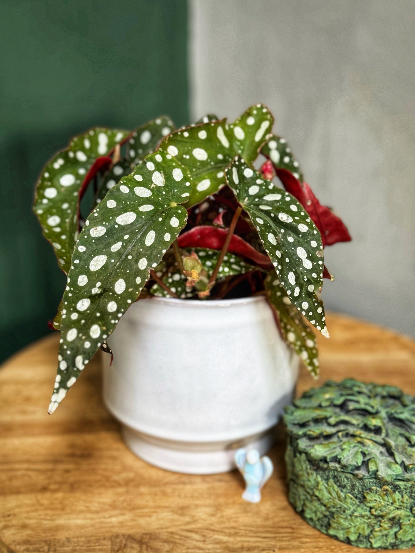 Begonia Maculata Wightii - Polka Dot Plant