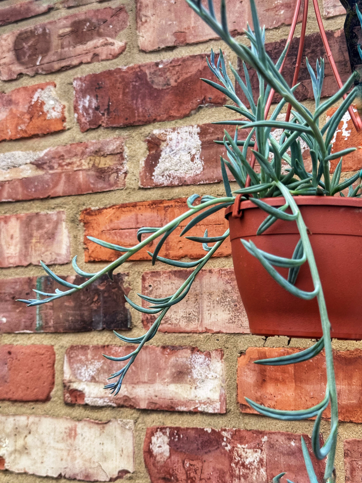 Senecio- String of Fish hooks