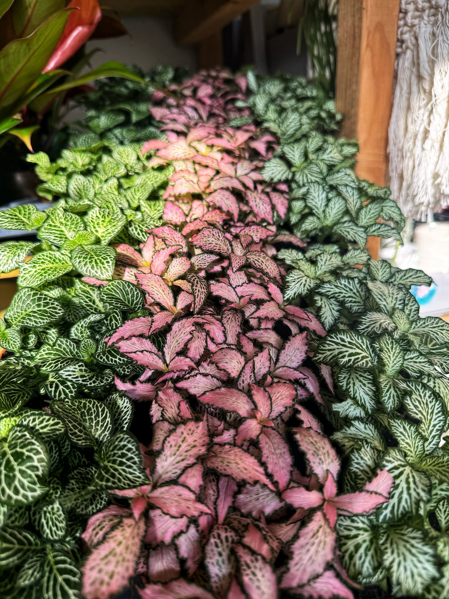 Fittonia Mix