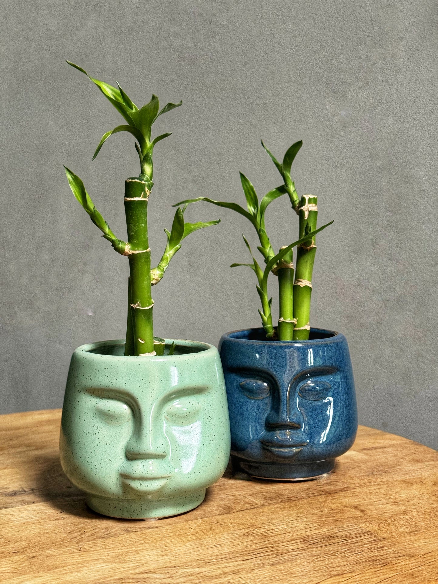 Lucky Bamboo