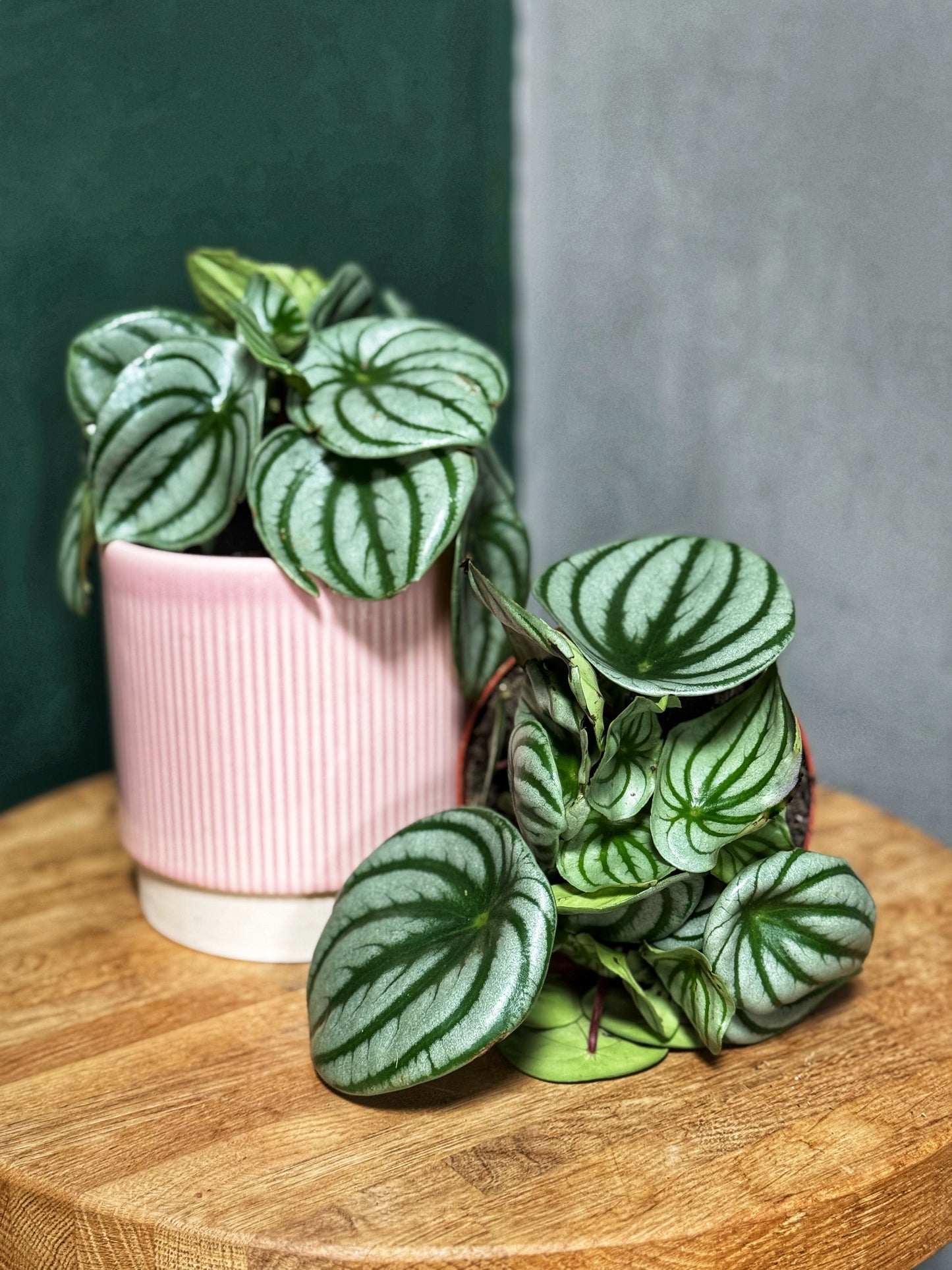 Peperomia Argyreia- Watermelon Peperomia