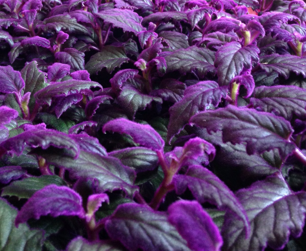 Gynura-purple passion