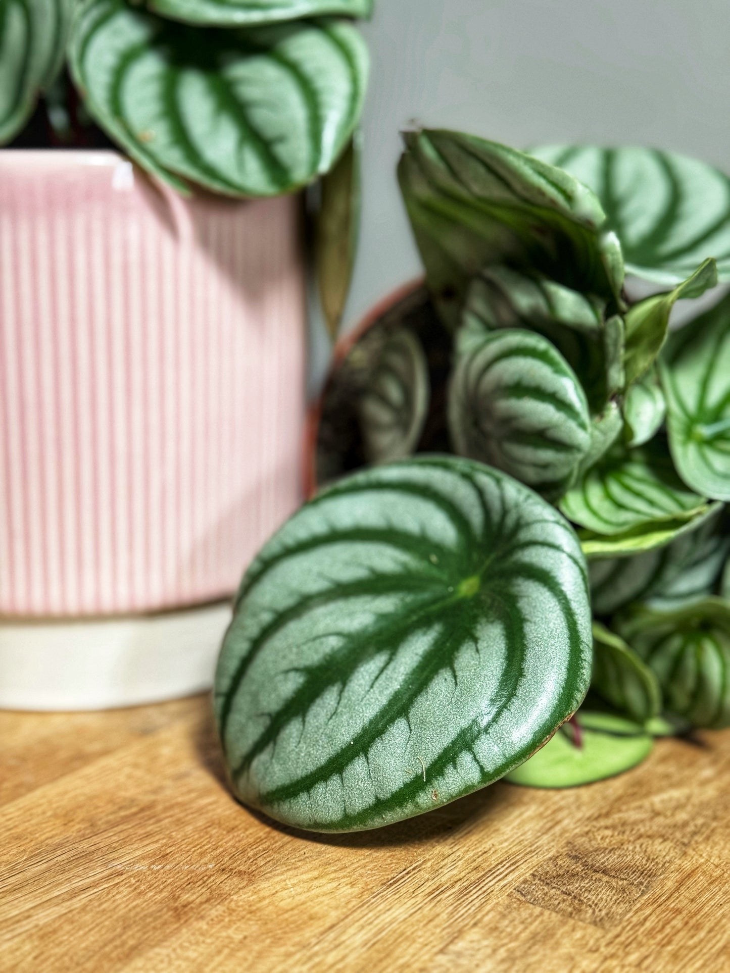 Peperomia Argyreia- Watermelon Peperomia