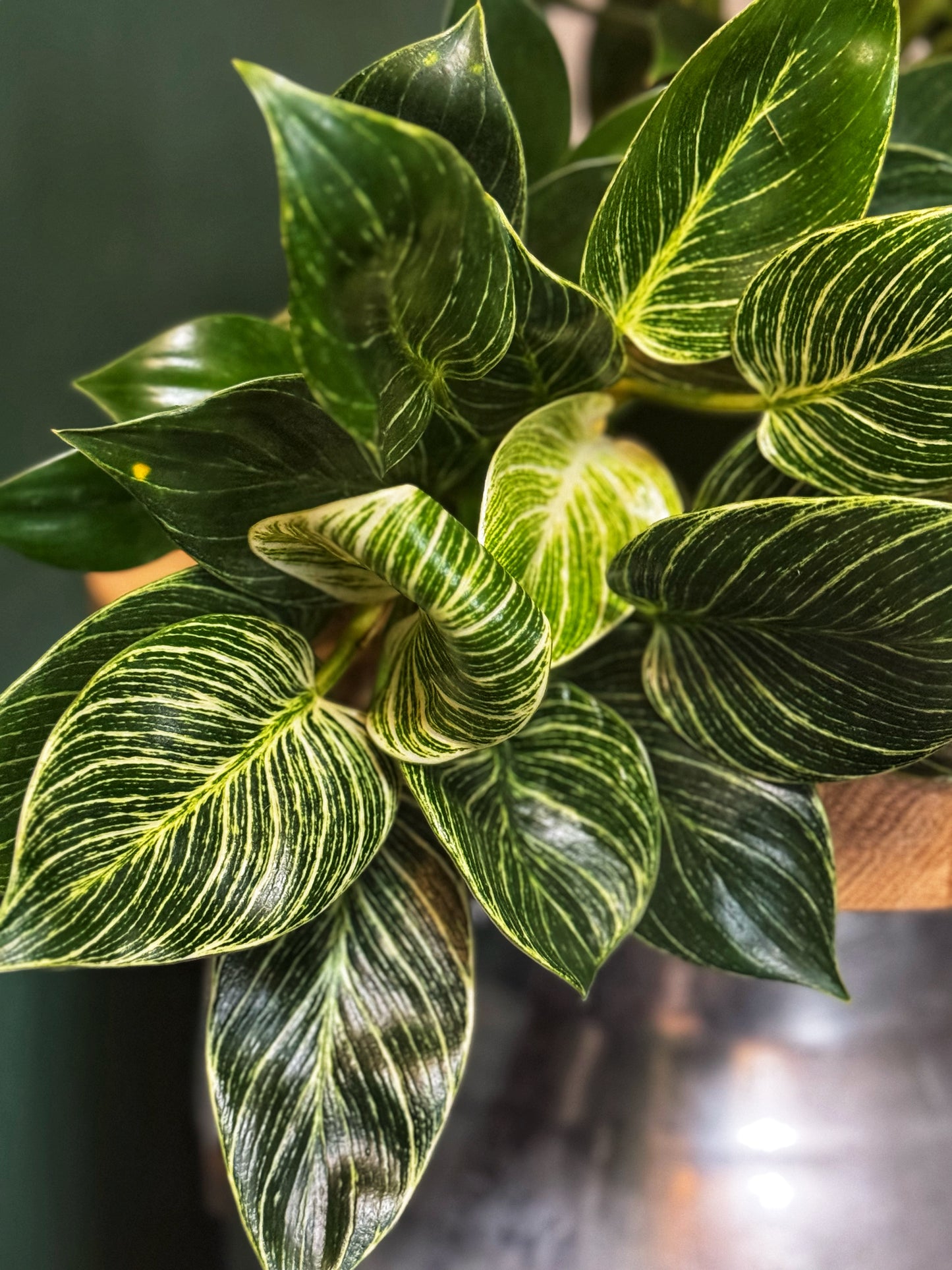 Philodendron "White Wave" Birkin