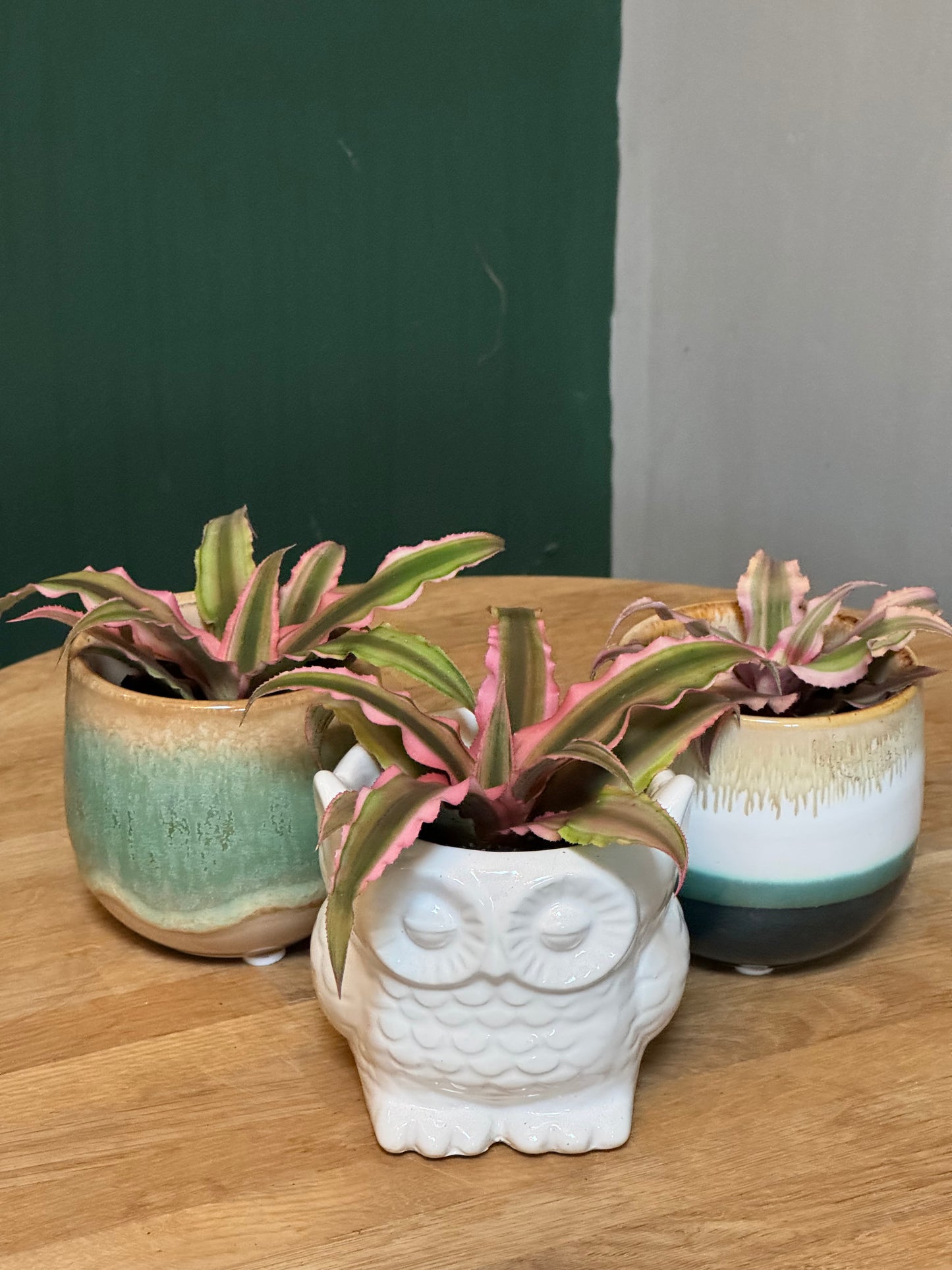 Cryptanthus- Miniature earth star mix