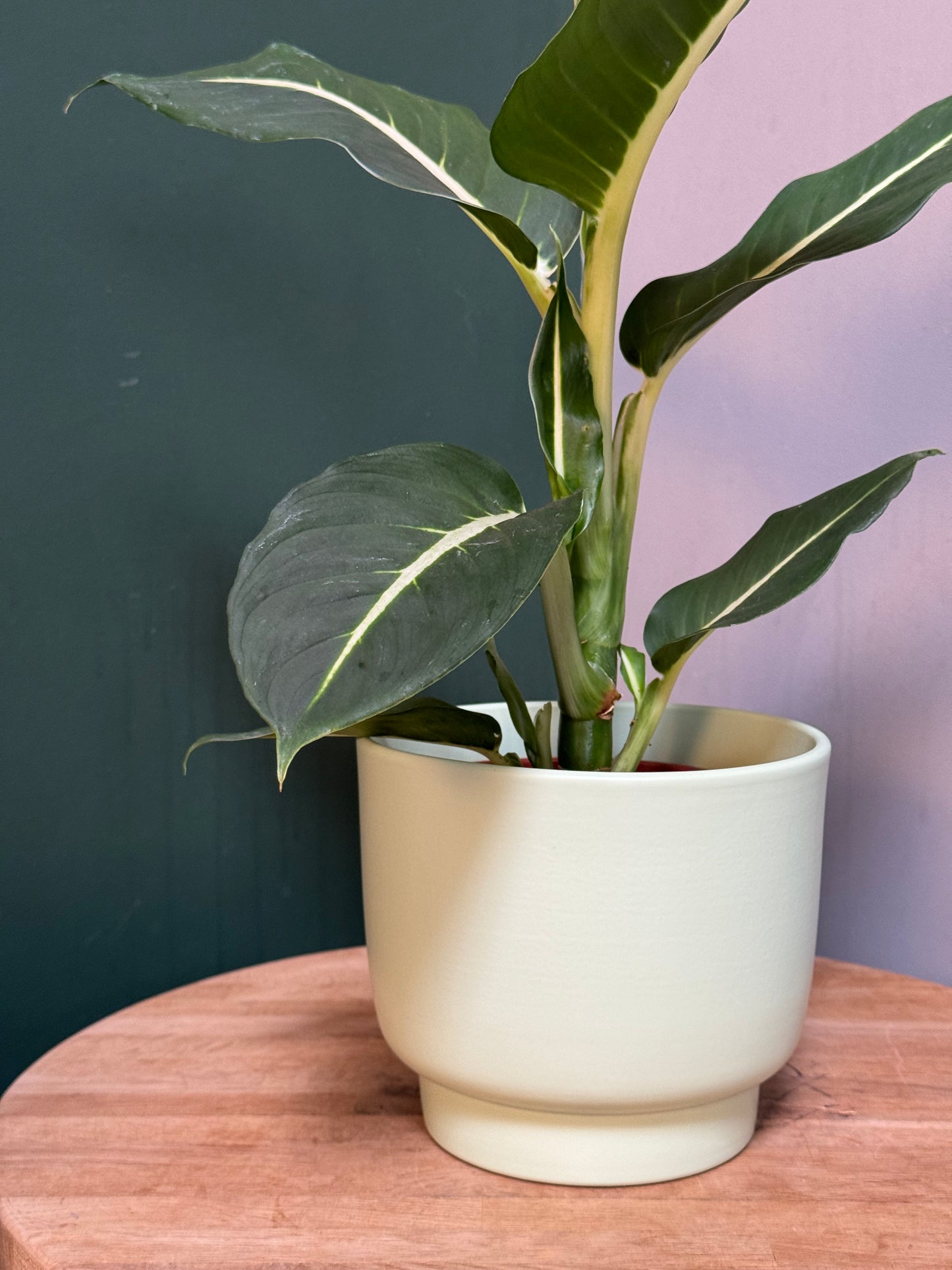 Molla Pistachio Green Planter