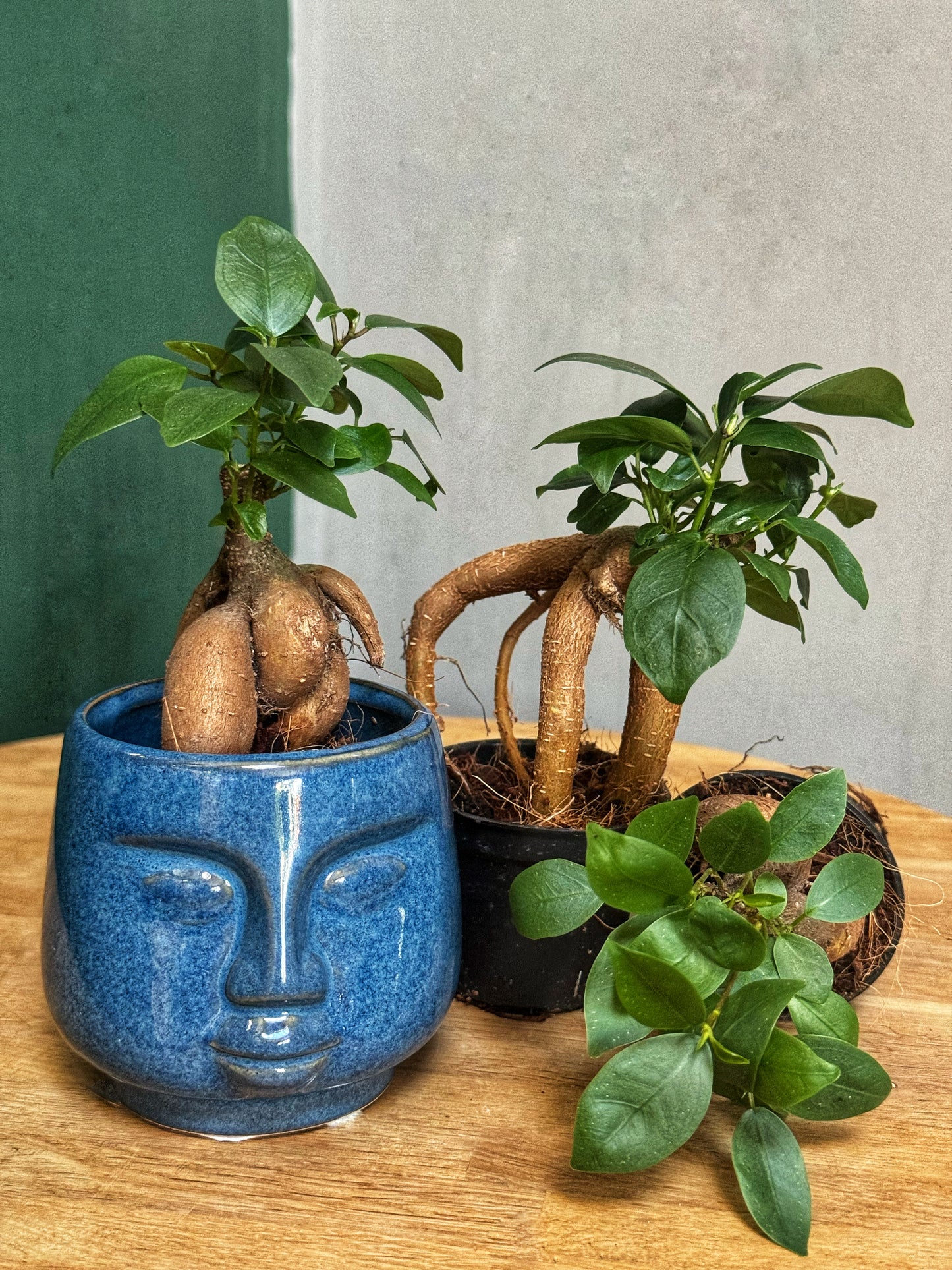 MINI Ficus microcarpa 'Ginseng' - Bonsai ficus