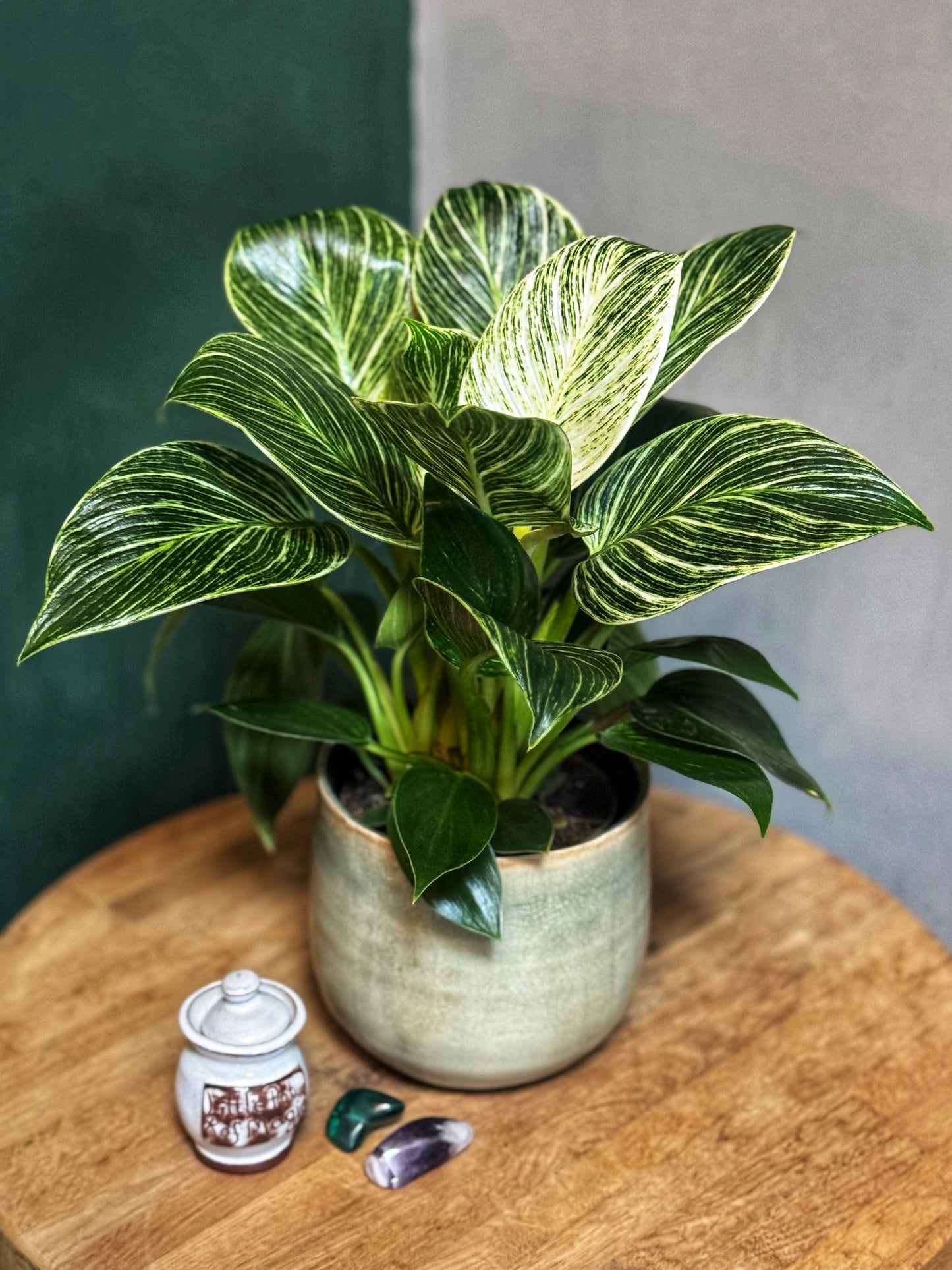 Philodendron "White Wave" Birkin