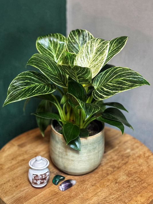 Philodendron "White Wave" Birkin