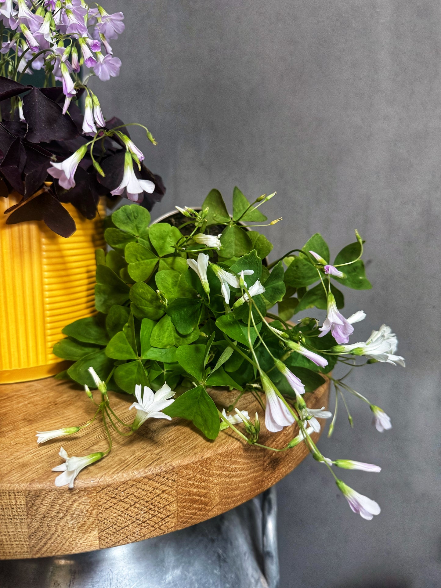 Oxalis- Faux Shamrock MIX