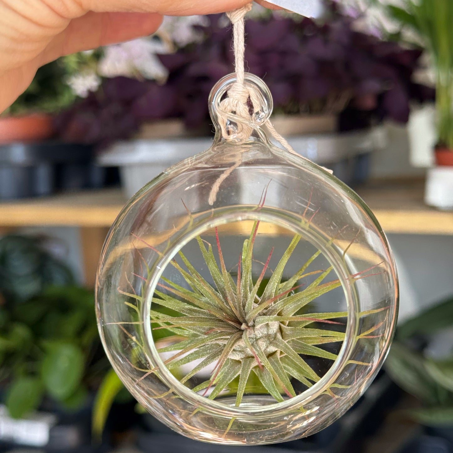 Tillandsia Ionantha- Air Plant-In glass hanging globe