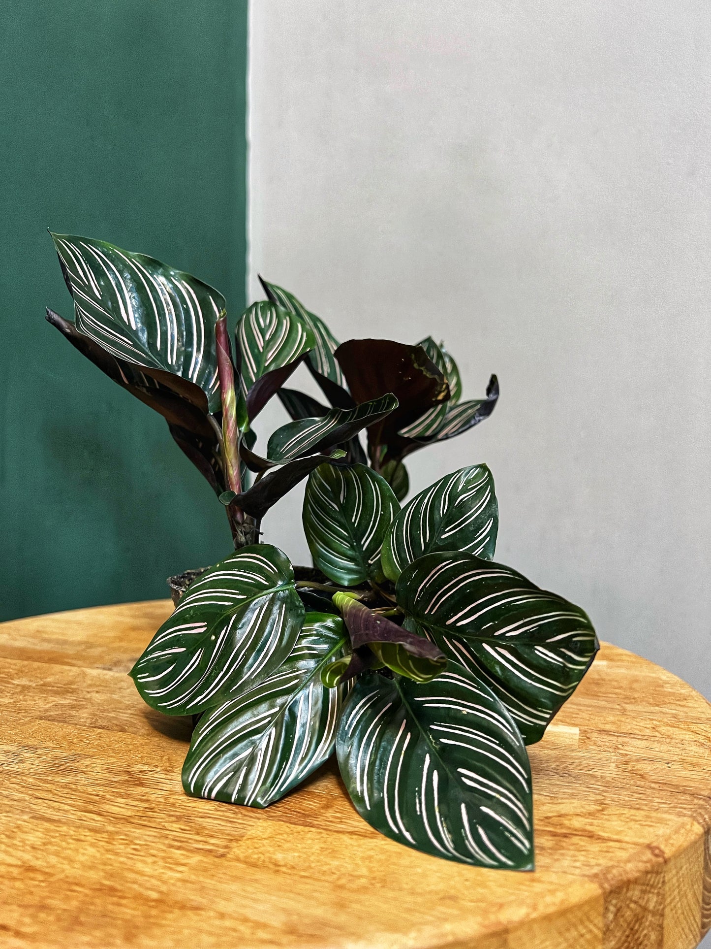 Calathea Ornata- Pinstripe Calathea