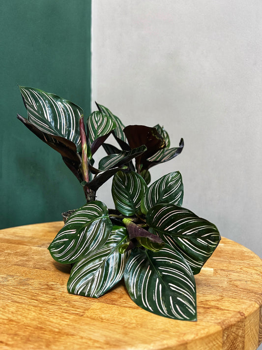 Calathea Ornata- Pinstripe Calathea