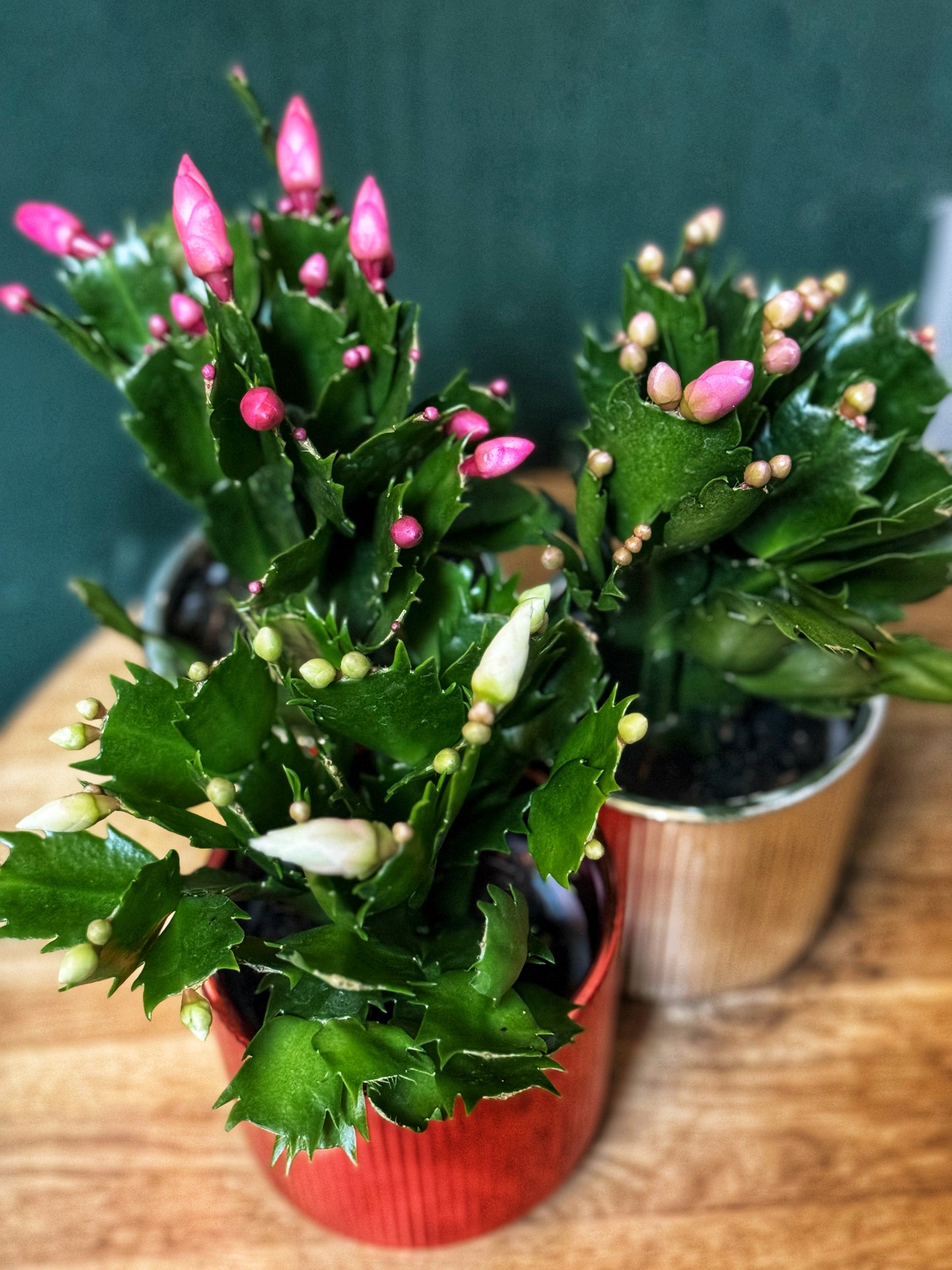 Schlumbergera- Thanksgiving/Christmas Cacti