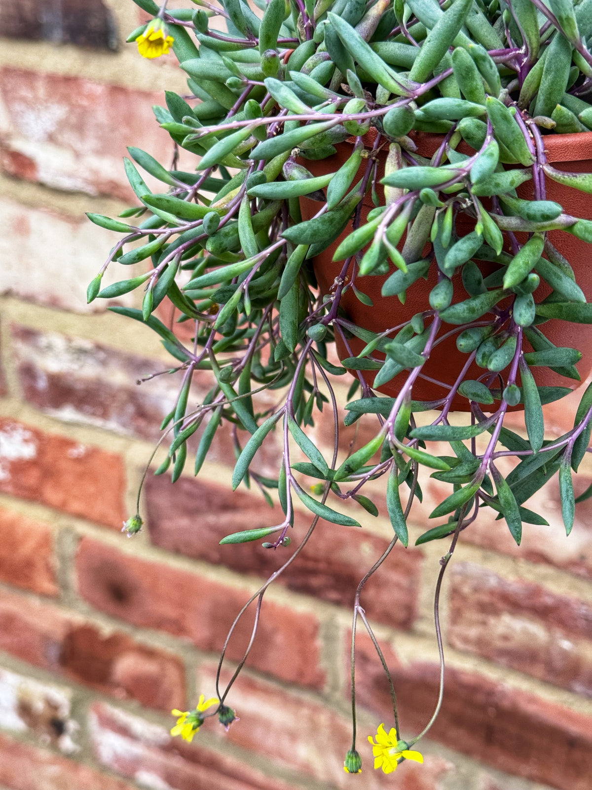 Senecio Radicans- Royal Flush