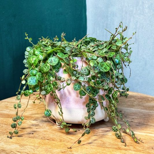 Peperomia prostrata-String of Turtles