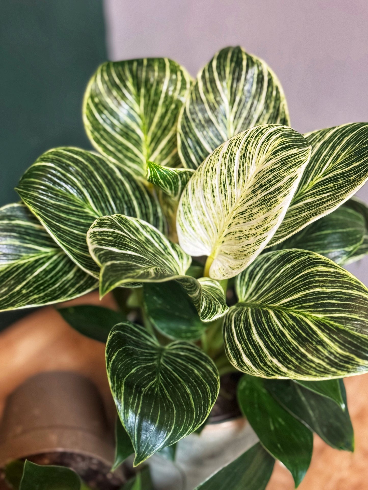 Philodendron "White Wave" Birkin
