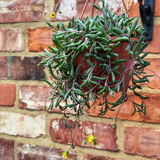 Senecio Radicans- Royal Flush
