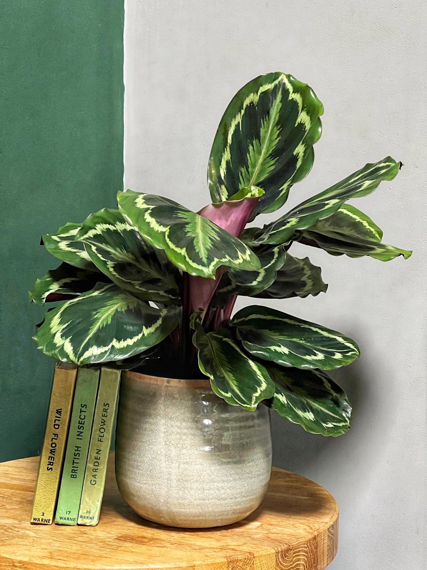 Calathea Medallion