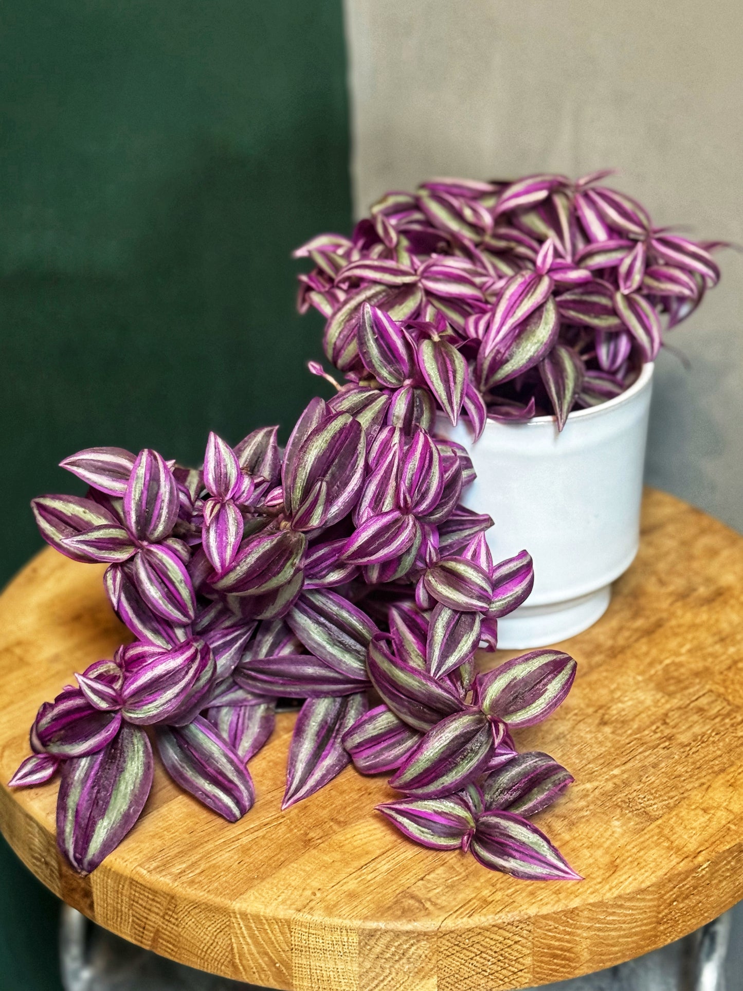 Tradescantia Pink Passion- Wandering Dude/Inch plant