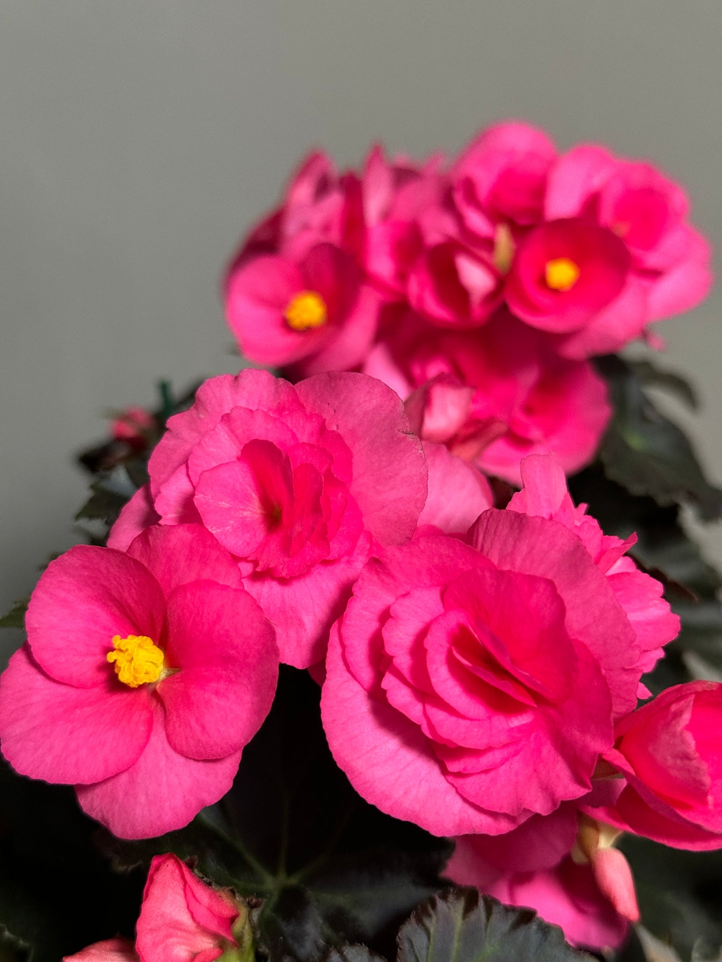 Begonia Adonia-Pink