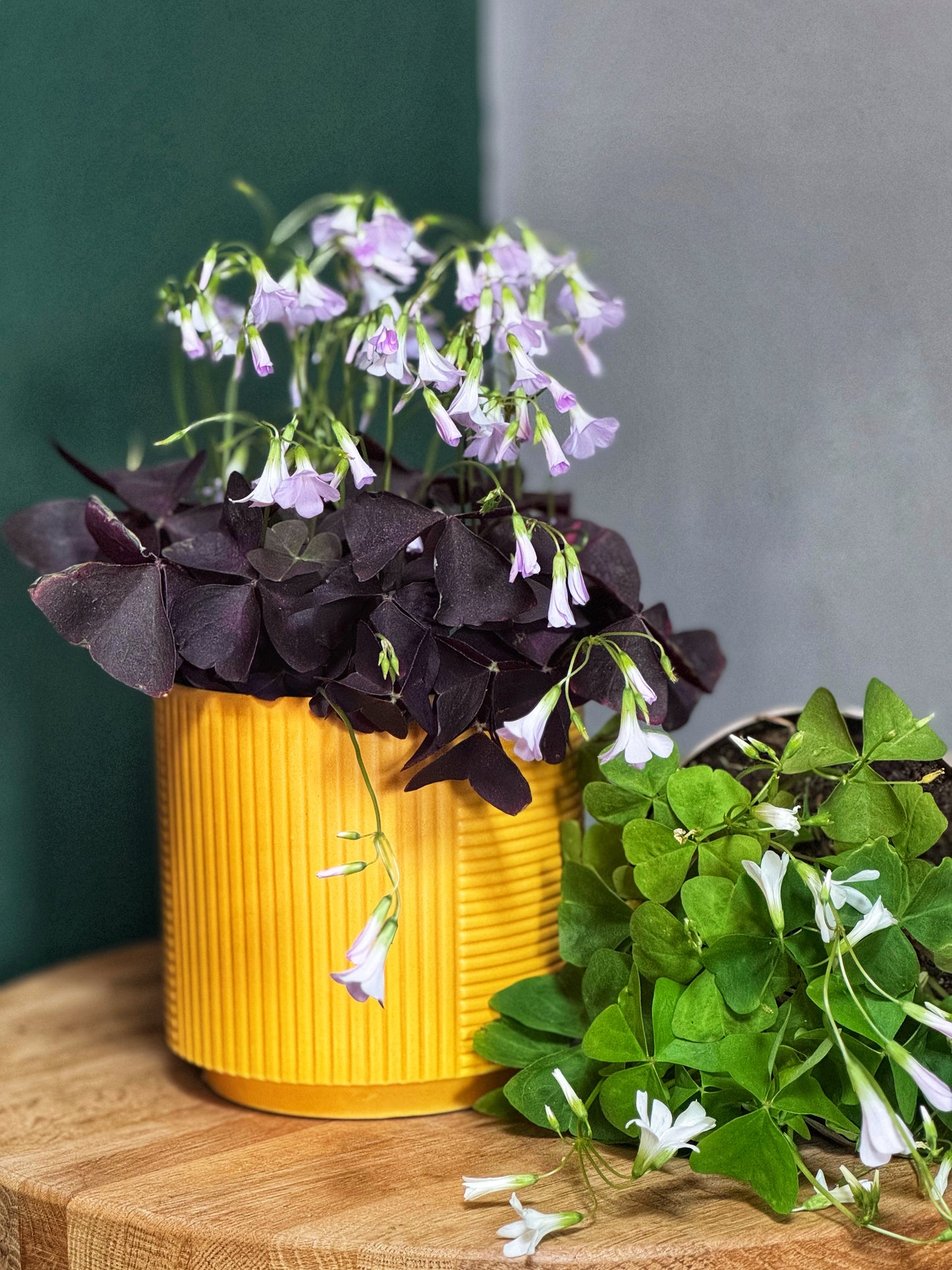 Oxalis- Faux Shamrock MIX