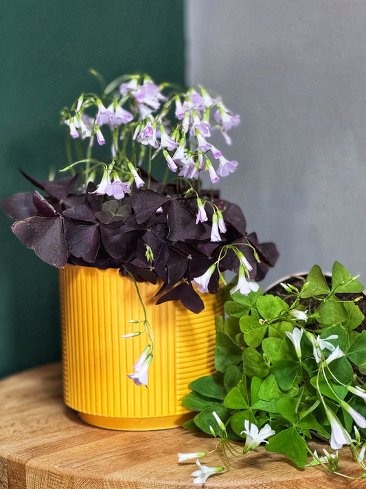 Oxalis- Faux Shamrock MIX