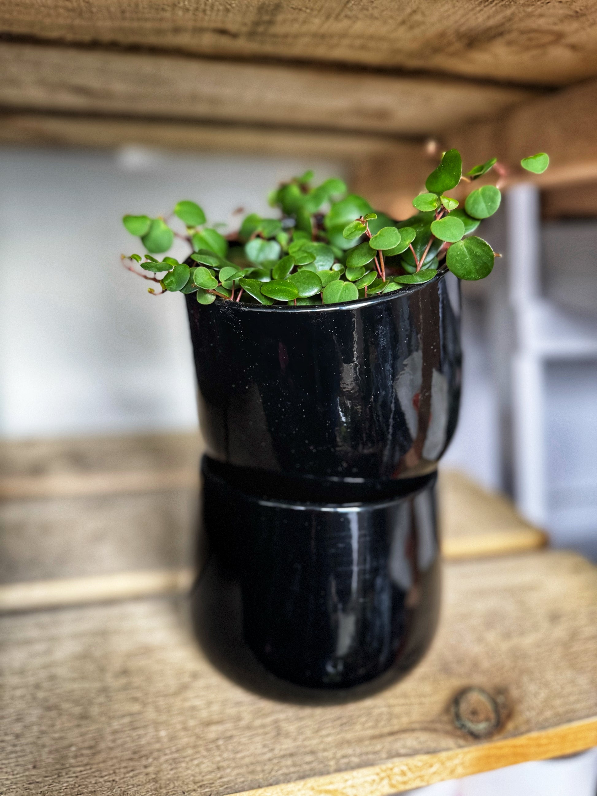 black gloss plant pots Black glazed pots – QueenofgreenHQ