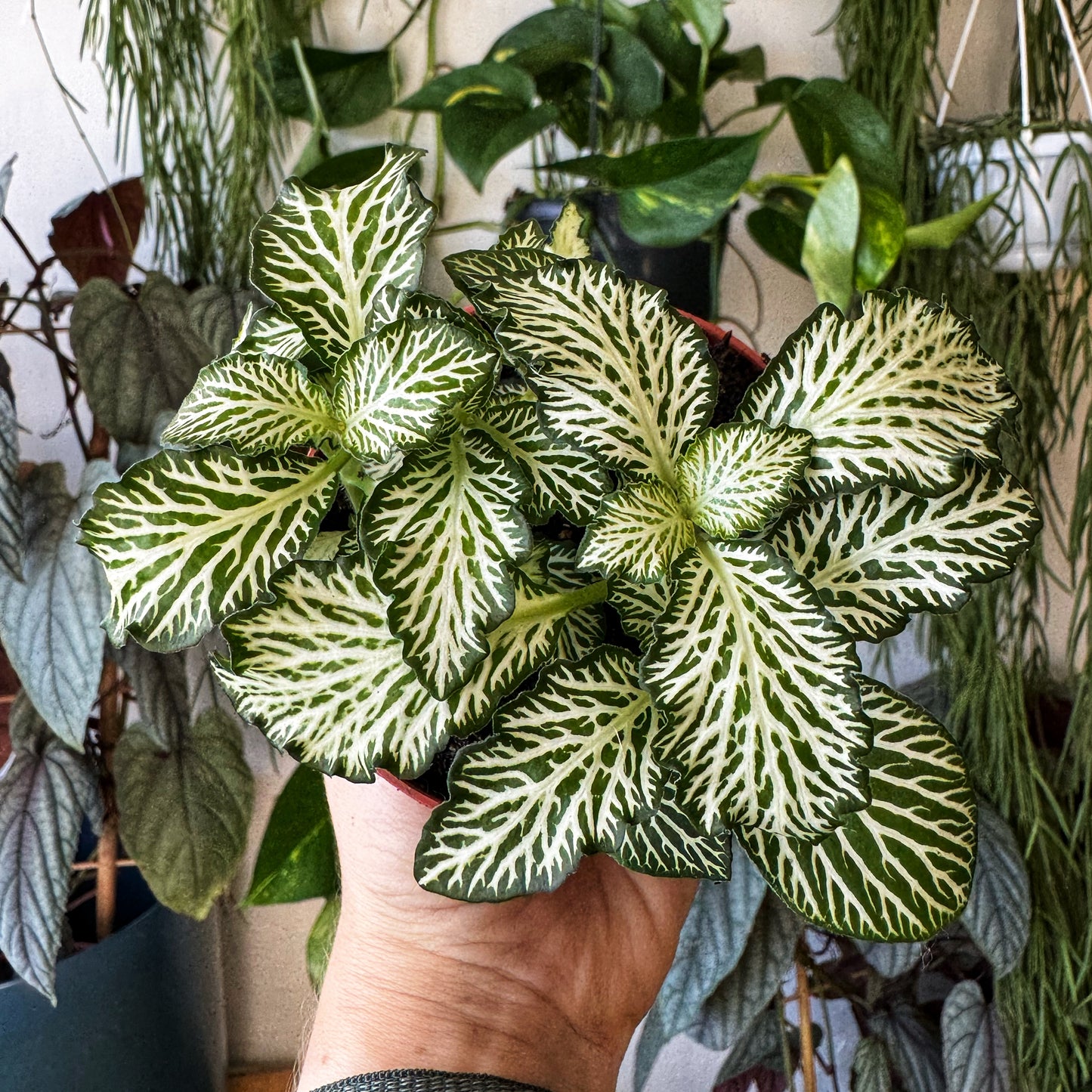 Fittonia Mix