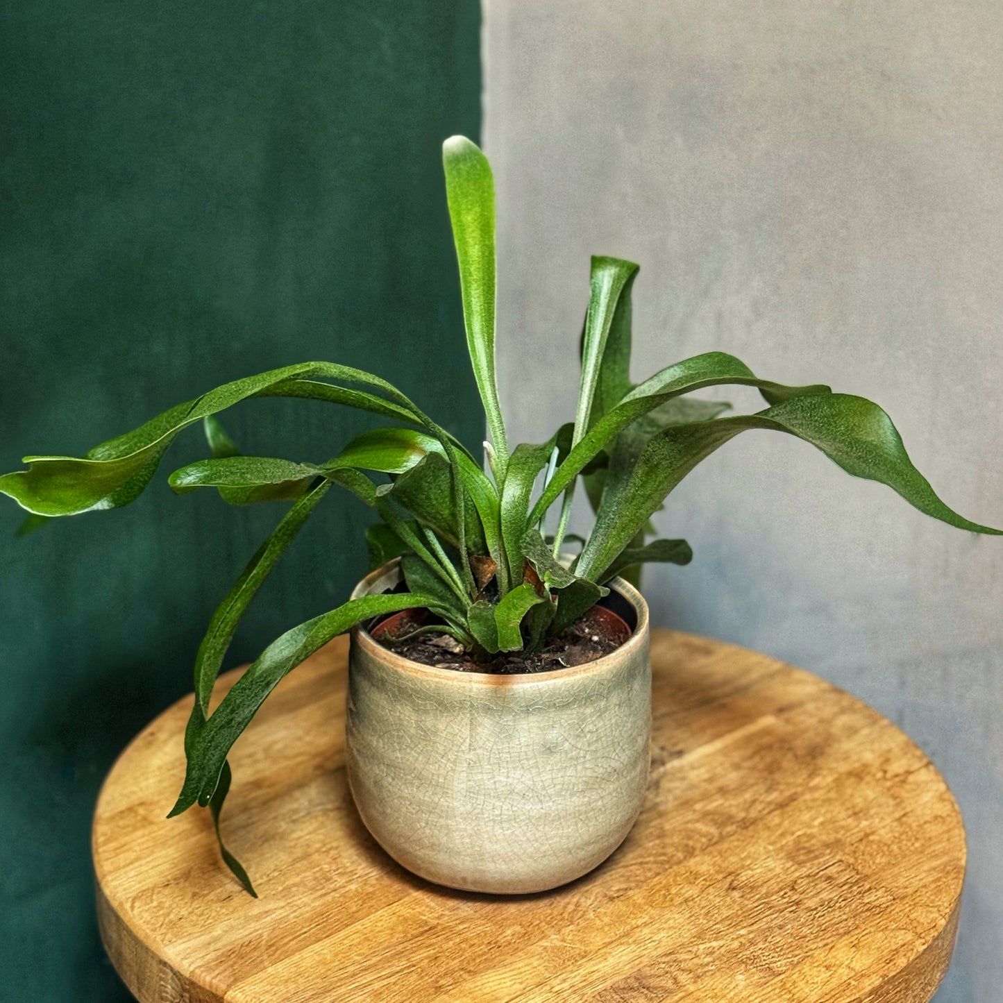 Platycerium bifurcatum - Staghorn fern