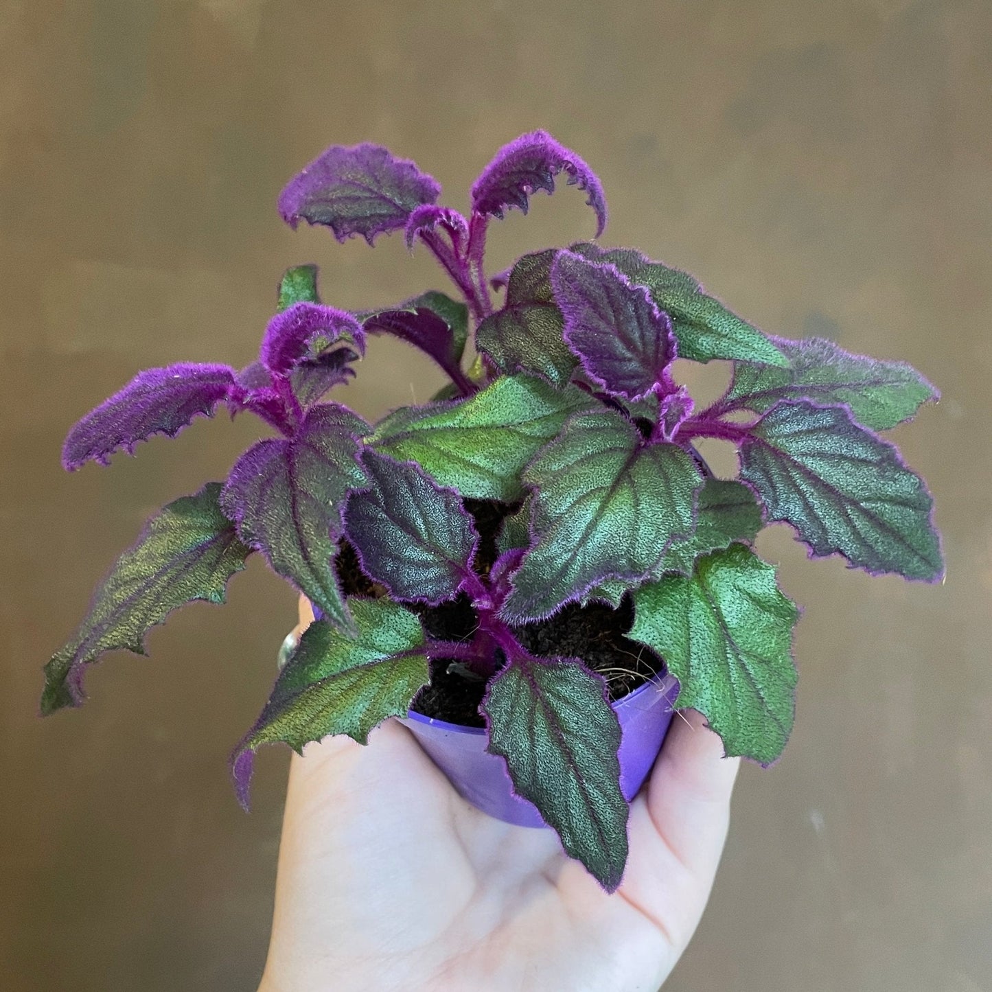 Gynura-purple passion