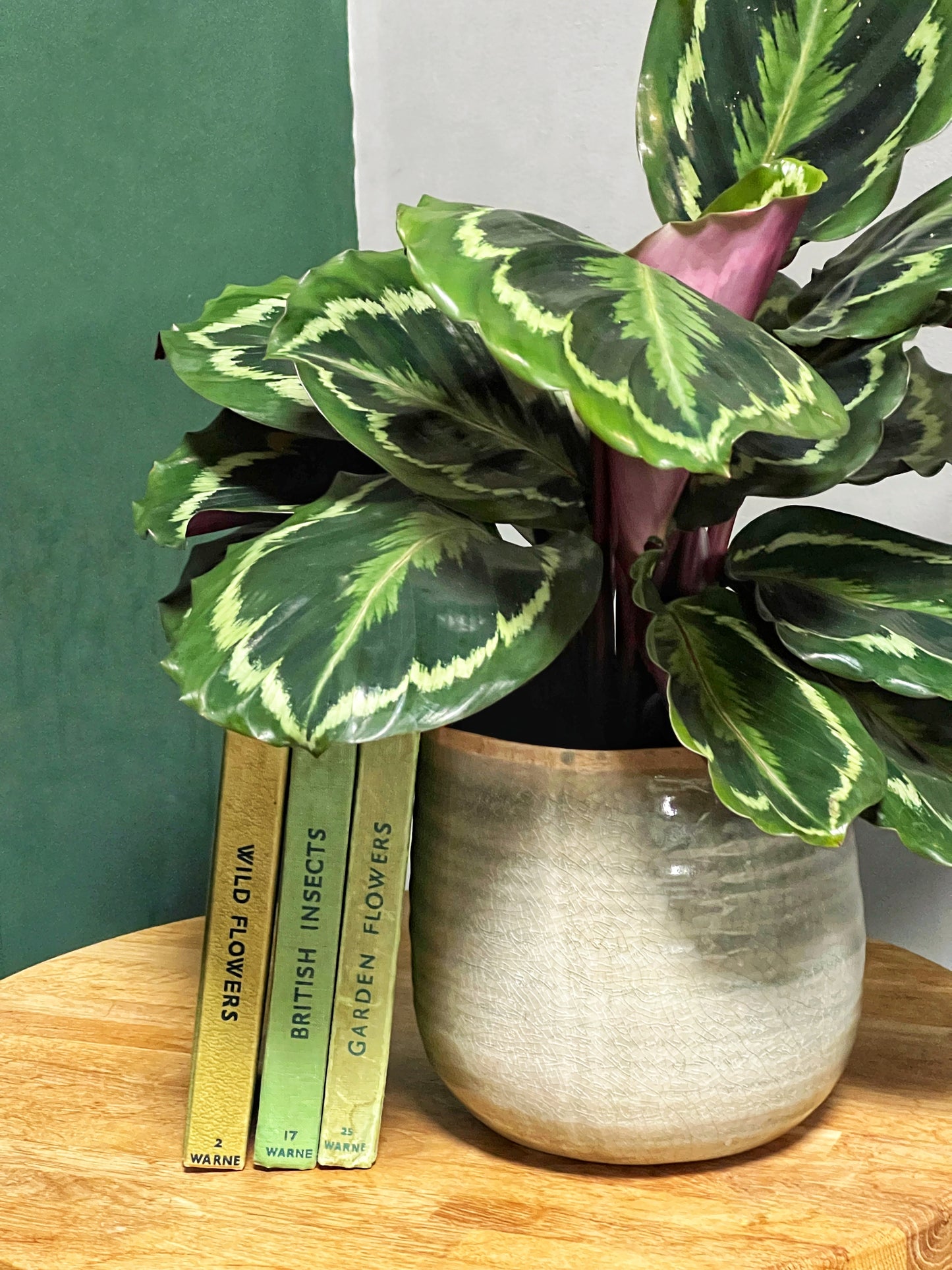 Calathea Medallion