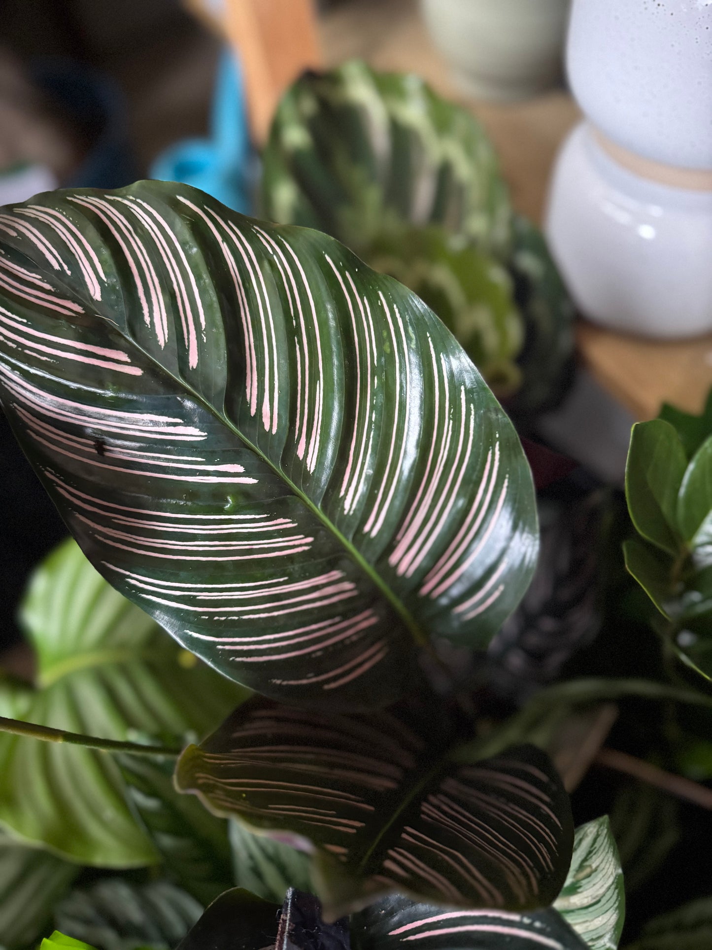 Calathea Ornata- Pinstripe Calathea