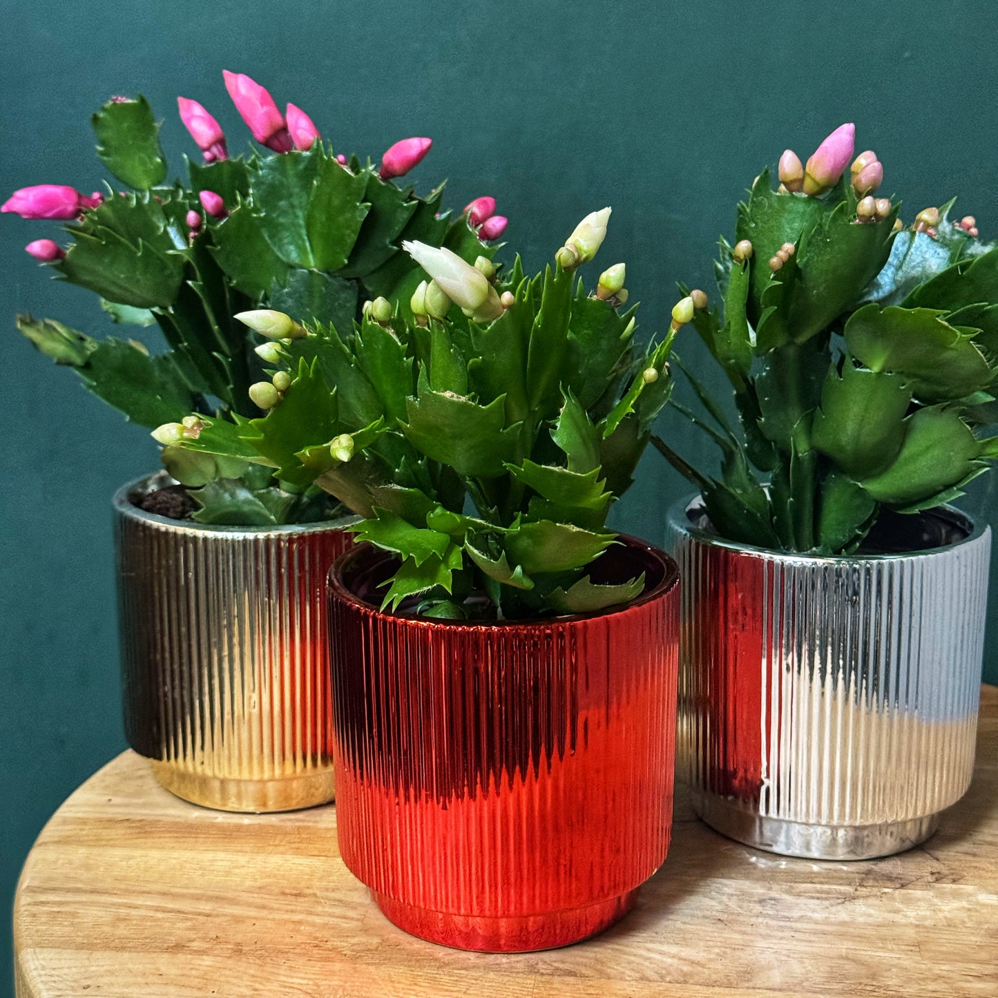 Schlumbergera- Thanksgiving/Christmas Cacti
