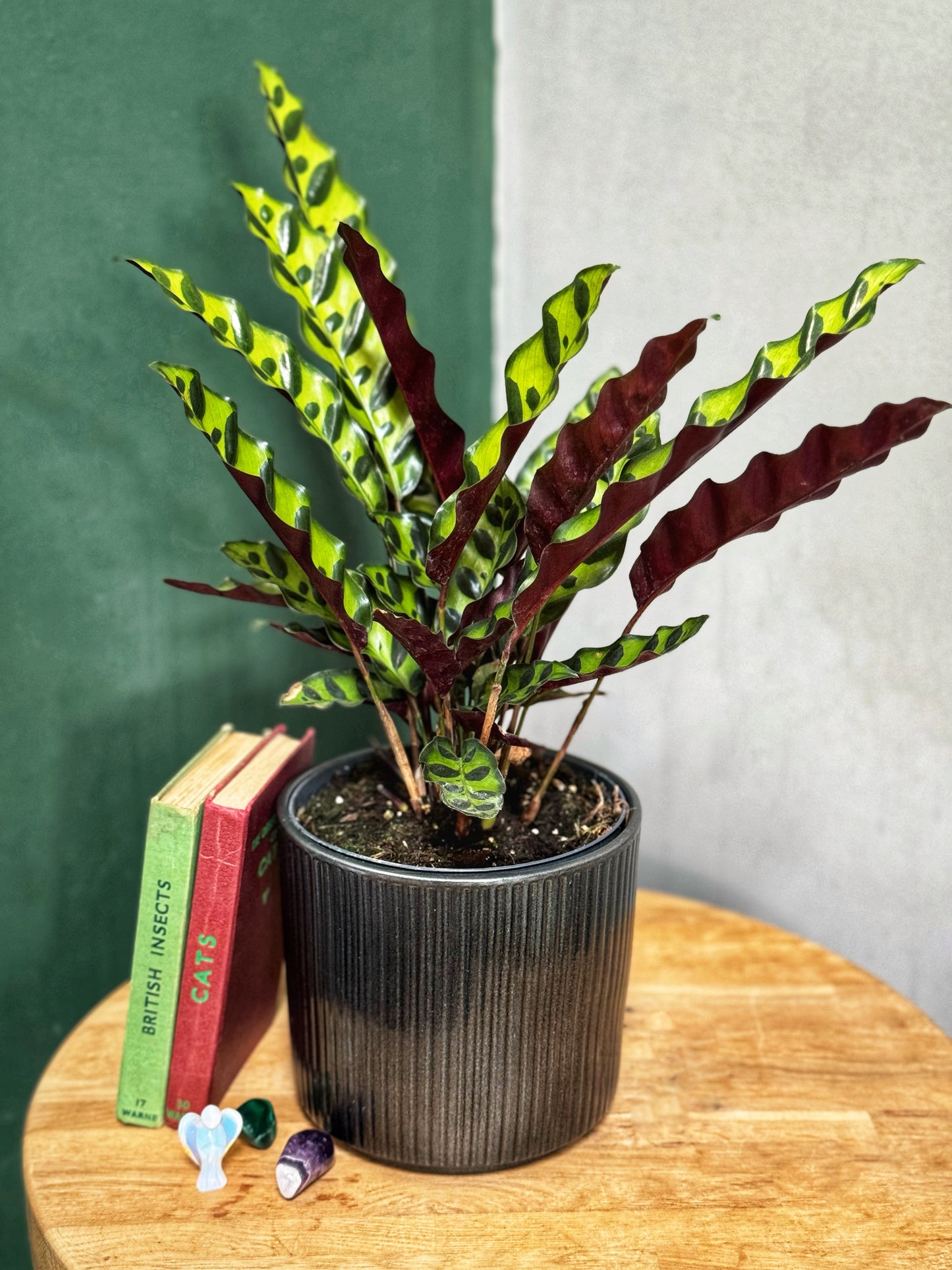 Calathea Lancifolia- Rattlesnake Calathea