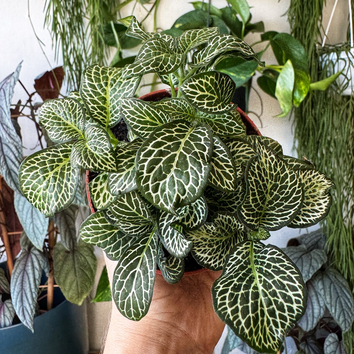 Fittonia Mix