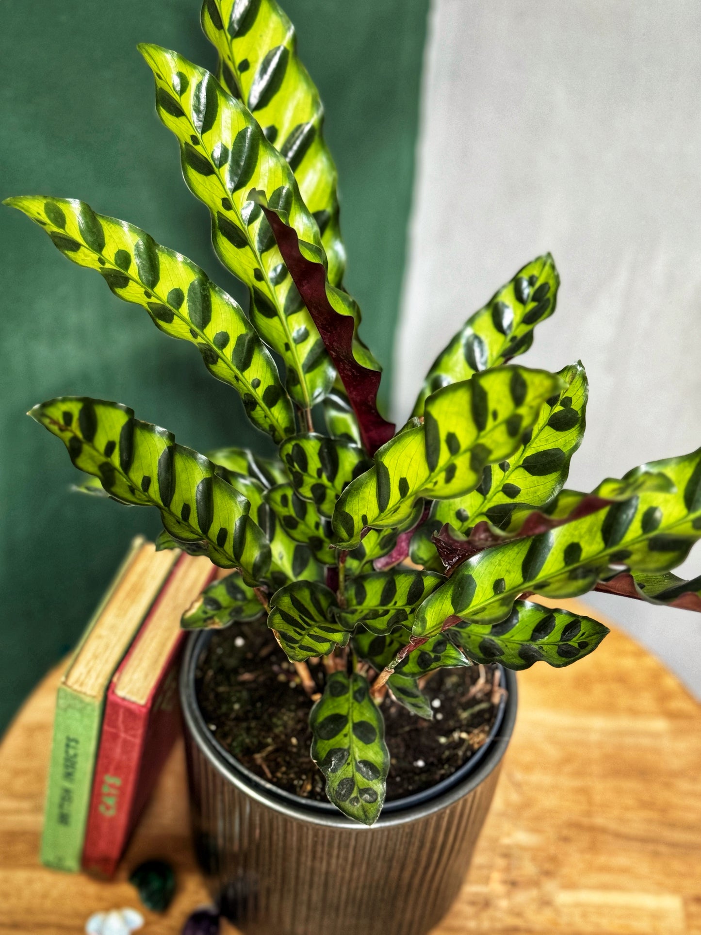 Calathea Lancifolia- Rattlesnake Calathea