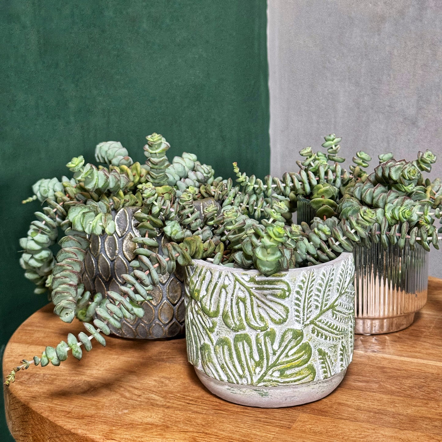 Crassula Hottentot – String of buttons