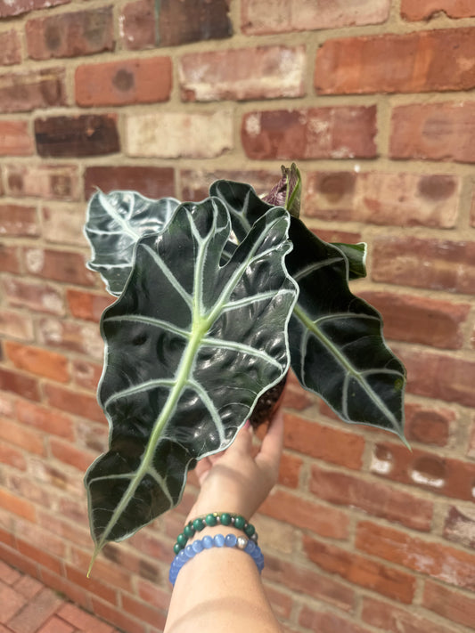 Alocasia- Polly