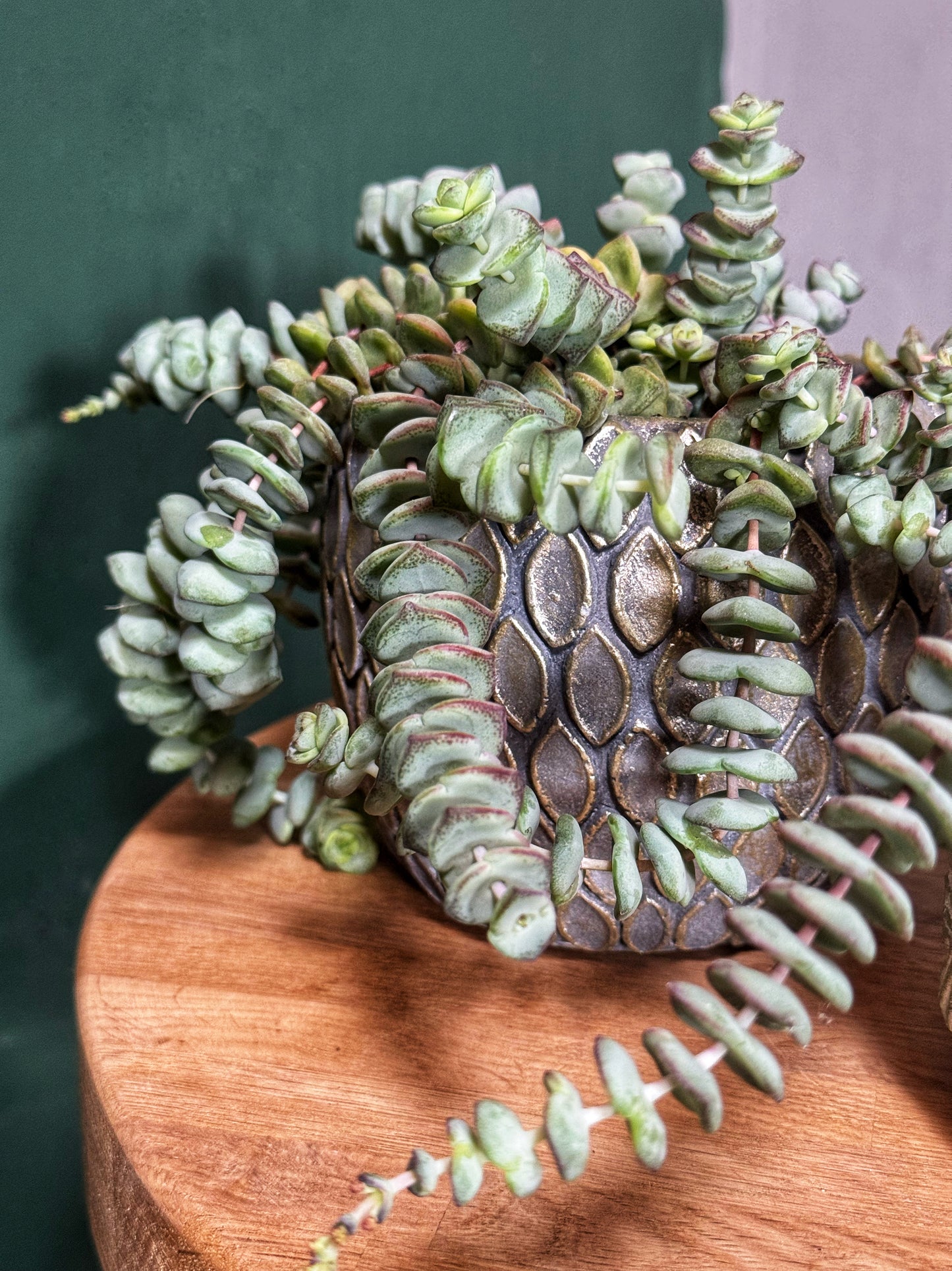 Crassula Hottentot – String of buttons